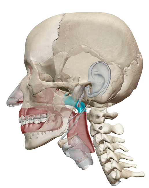 covid-nasopharynx