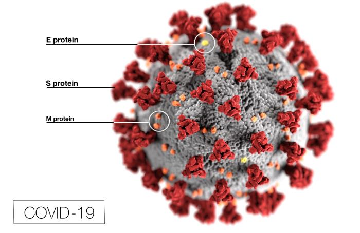 covid-proteins-labeled-from-phil