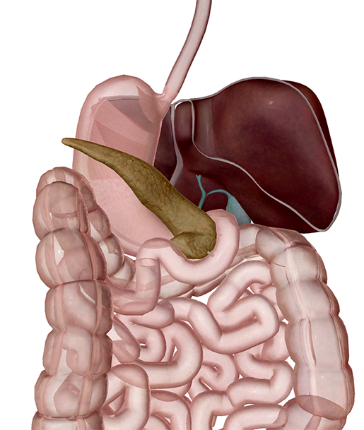 digestive-system-accessory-organs