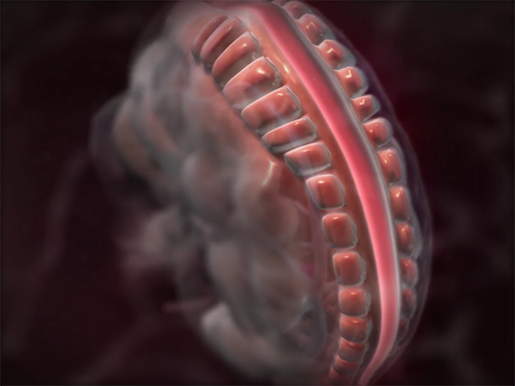 embryonic-development-neurulation-neural-tube-formation