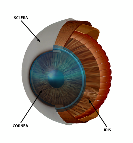 eye-sclera-cornea-iris