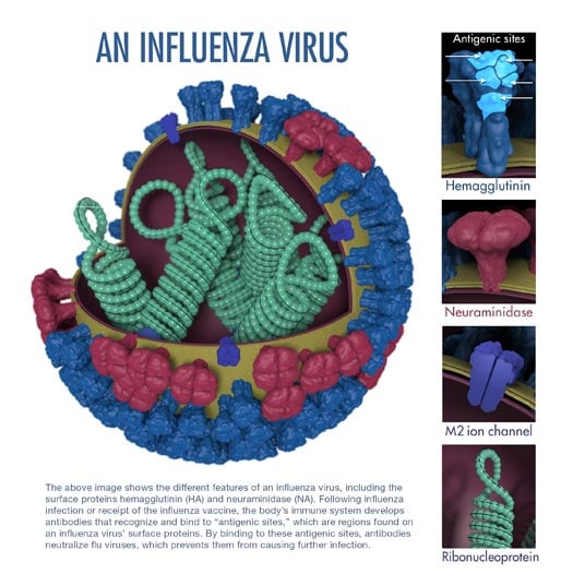 fluvirus-antigentic-characterization-medium-with-caption-cdc