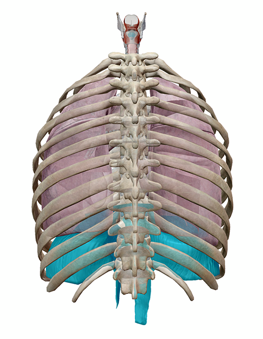 hiccups-diaphragm-and-vocal-folds