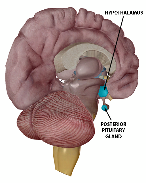 hypothalamus-and-posterior-pituitary-gland-2