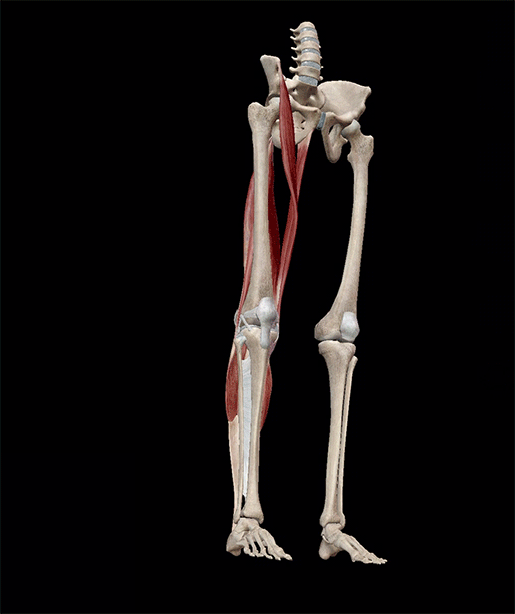knee-joint-flexion-new