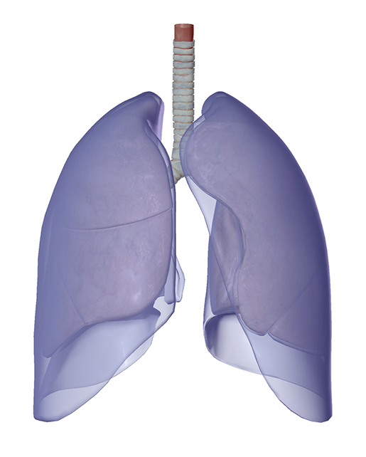 lungs-and-pleurae