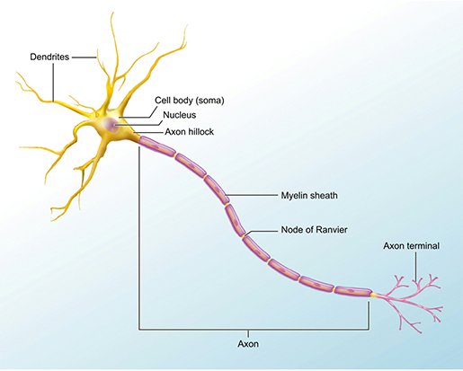 neuron-structure
