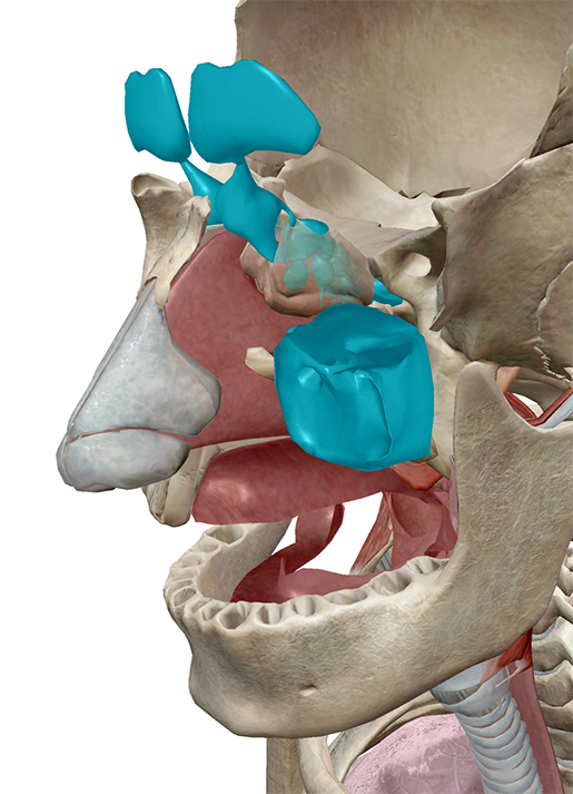 paranasal-sinuses-flu-blog