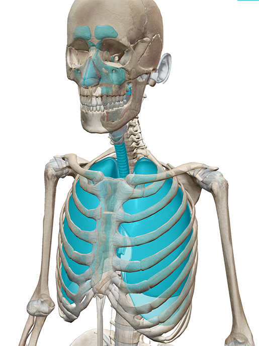 respiratory-system-structures-1