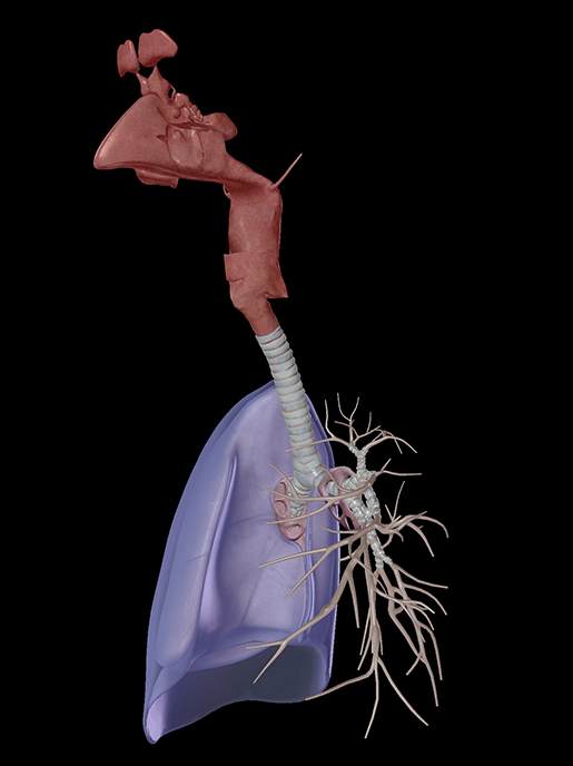 respiratory-system-structures