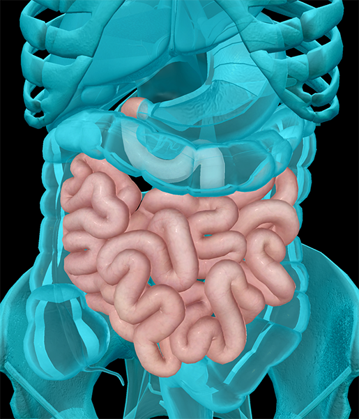 small-intestine-lactose