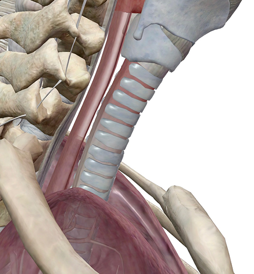 trachea-trachealis-muscle