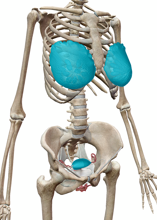 uterus-and-mammary-glands