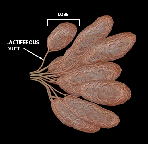 female-breast-lobes-and-lactiferous-ducts-2