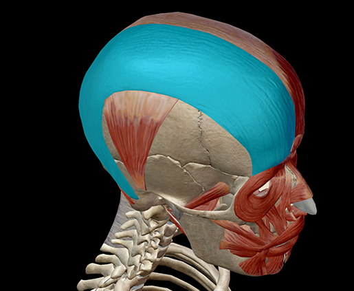 occipitofrontalis-muscle-facial-expression-update