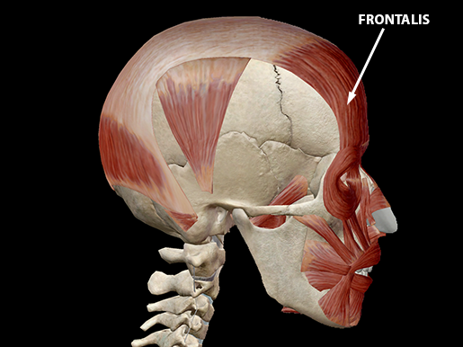 occipitofrontalis-muscle-frontalis