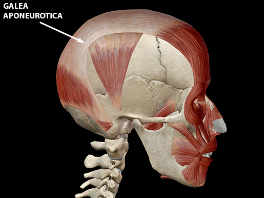 occipitofrontalis-muscle-galea-aponeurotica-update
