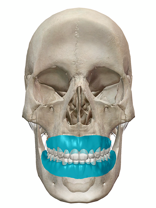 gums-gingivae
