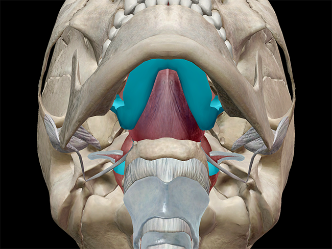 The oral cavity, oropharynx, nasopharynx, and laryngopharynx