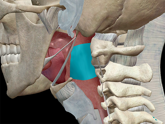 Oropharynx in context