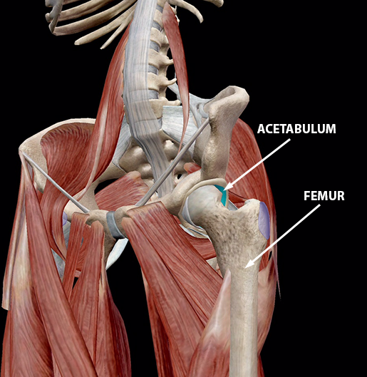 hip-osteoarthritis-healthy-joint-cartilage-acetabulum-femur