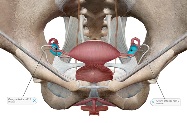 can brain tumors be slow growing