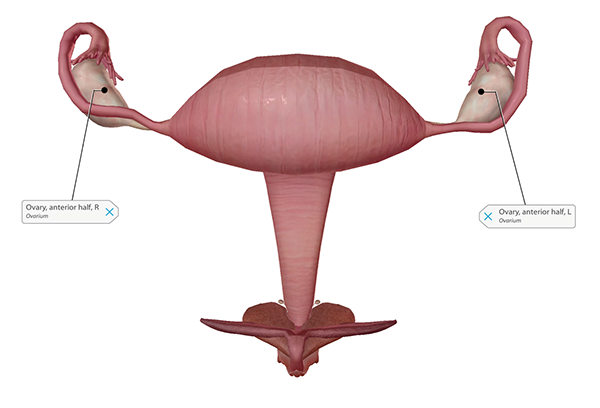 ovary-blog-labeled-ovaries