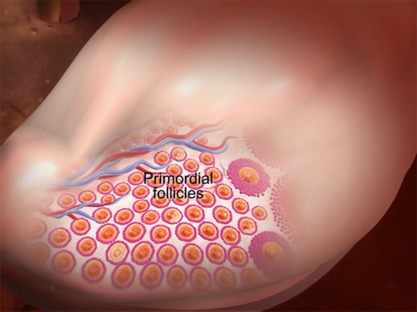 ovary-blog-primordial-follicles