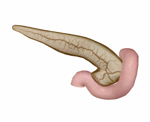 pancreas-and-ducts