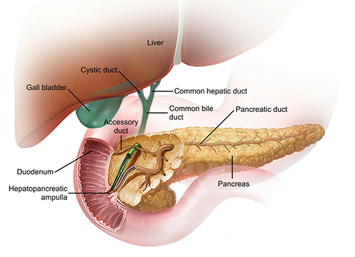 pancreas-and-other-accessory-organs