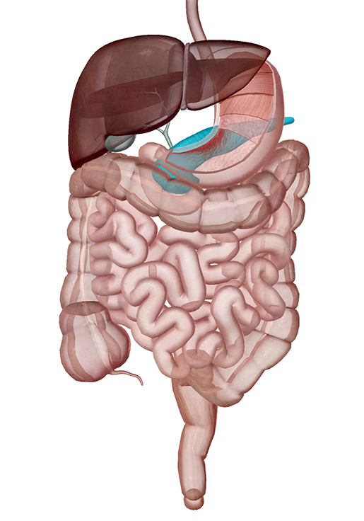 pancreas anatomy