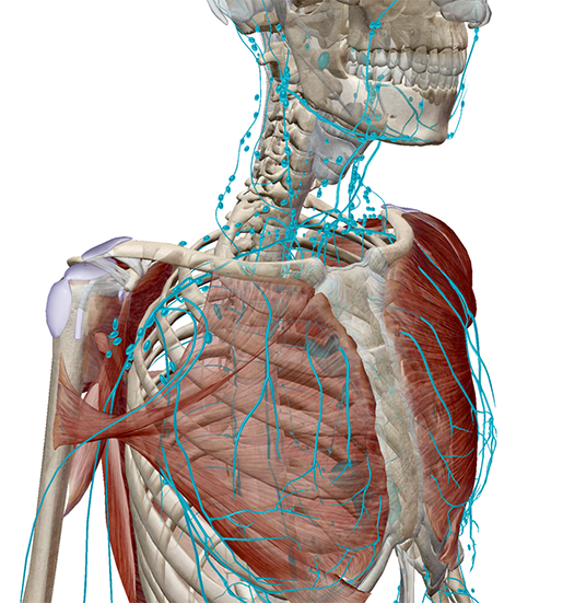 lymphatic-vessels-nodes-upper-body