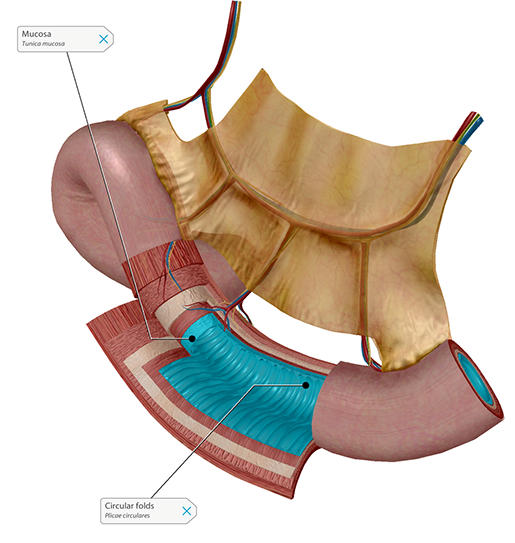 mucosa-and-circular-folds-small-intestine