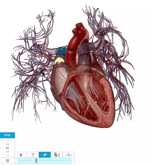 heart-conduction-system-gif