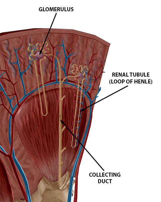 kidney-pathologies-nephron