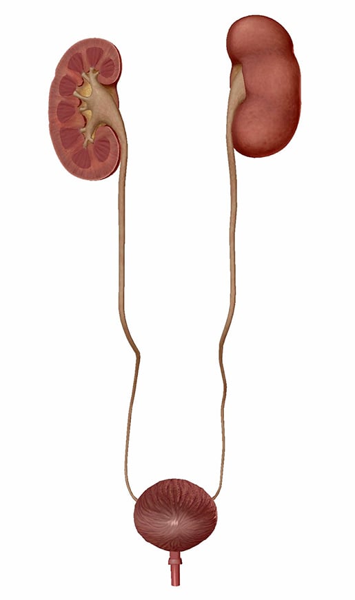 kidneys-ureters-and-bladder