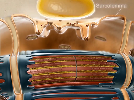 musculoskeletal-pathologies-sarcolemma