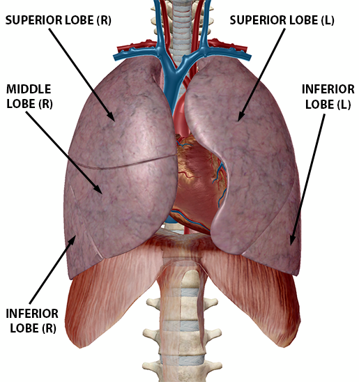 respiratory-pathologies-lobes-of-lungs-1