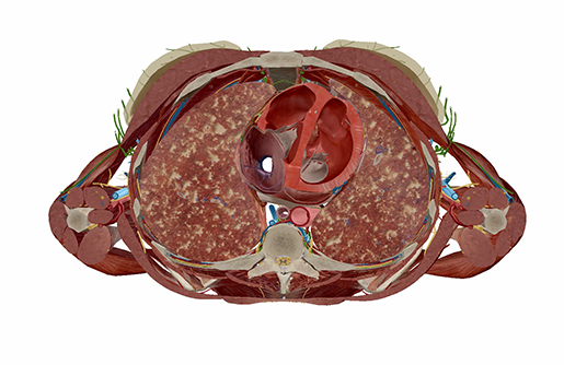 tuberculosis-cross-section