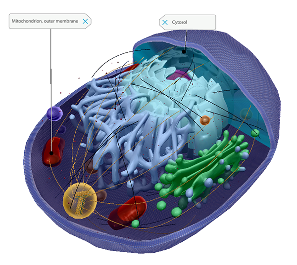 animal-cell-blog-post-vbio