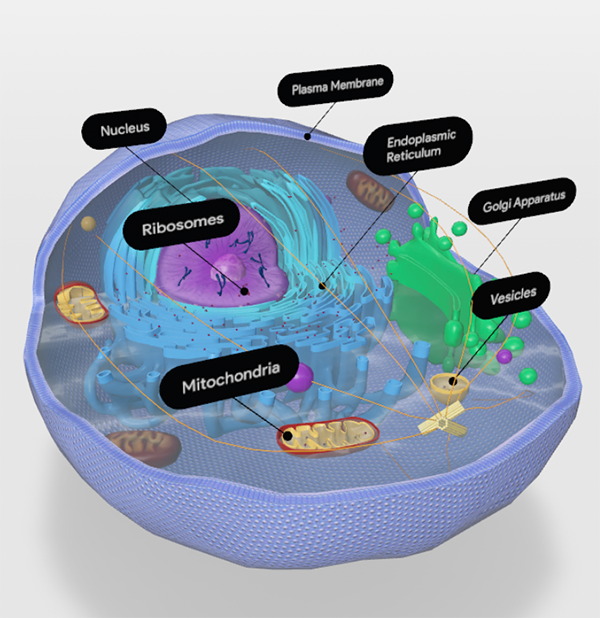 In Which Organelle Does Cellular Respiration Occur? : Organelles Biology For Majors I