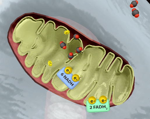 cellular-respiration-citric-acid-cycle-end