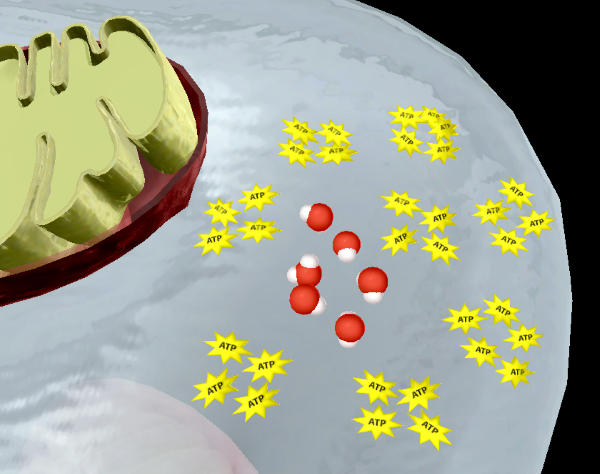 cellular-respiration-etc-end-2