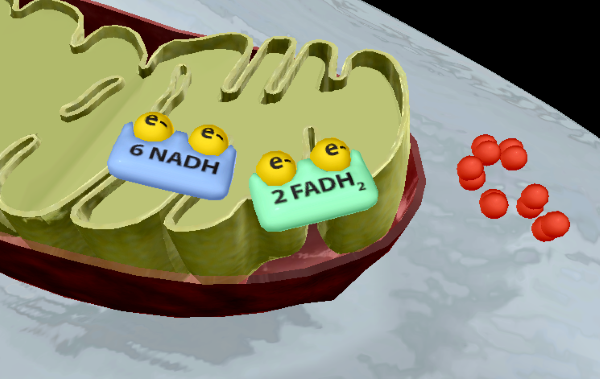 cellular-respiration-etc-start
