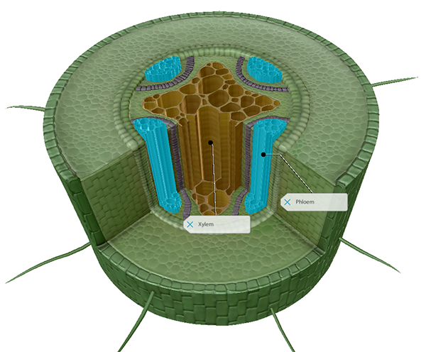 dicot-leaf-blog-post-vbio-2