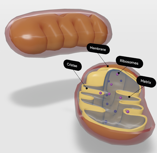 mitochondria-screenshot