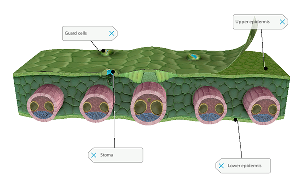 monocot-leaf-blog-post-vbio-2