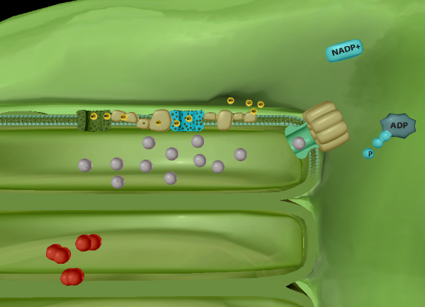 photosynthesis-light-dependent-photosystem-1-resized