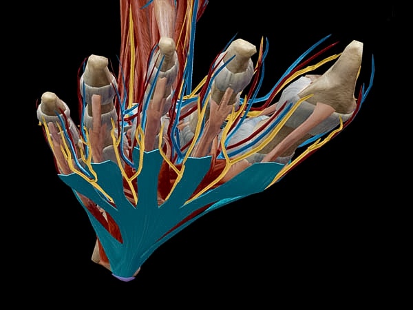 Plantar fascia, in context.