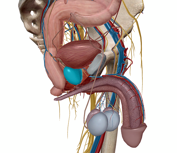 prostate-in-context